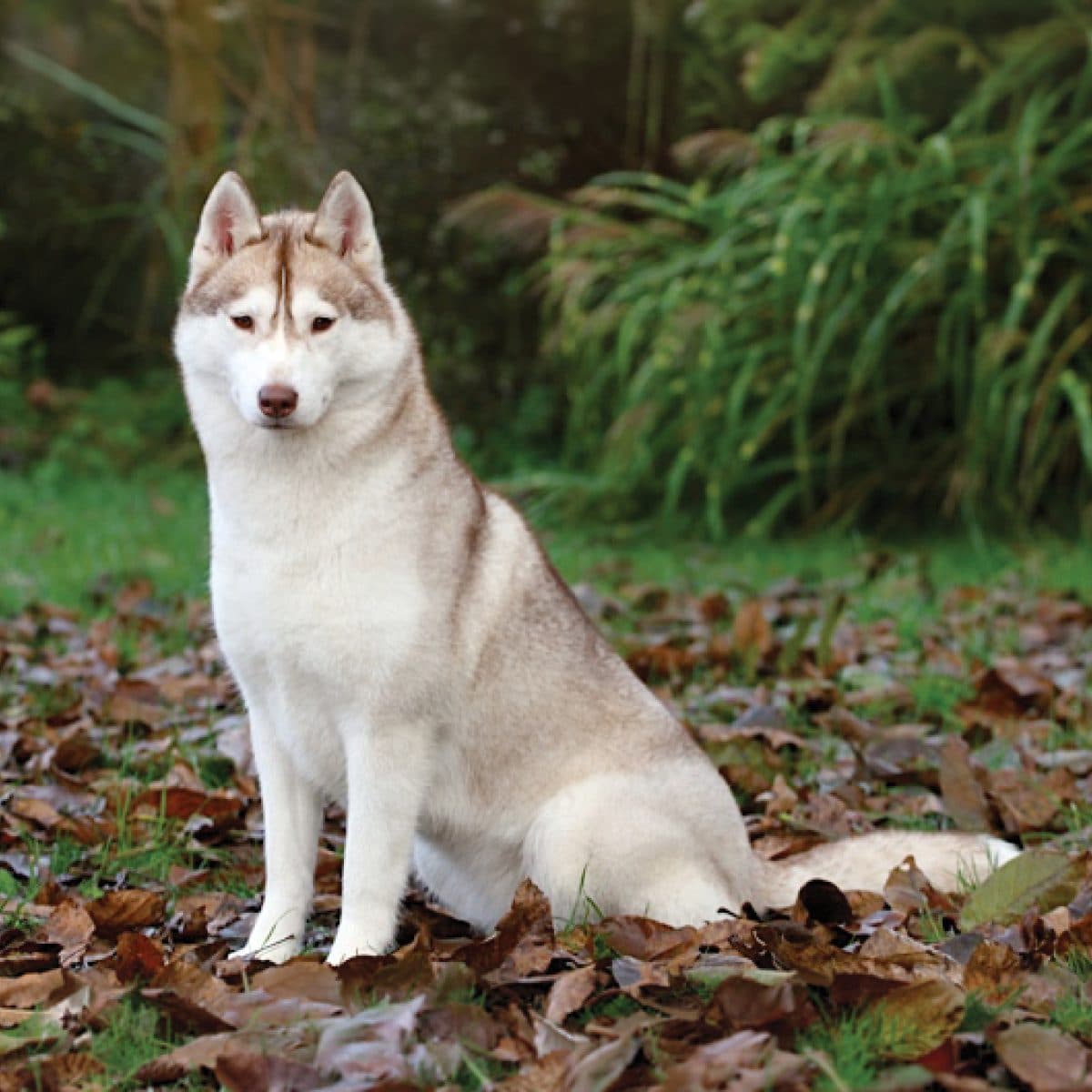 Siberian Husky
