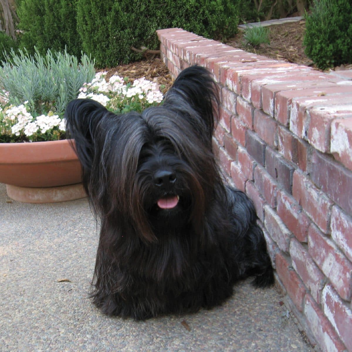 Skye Terrier