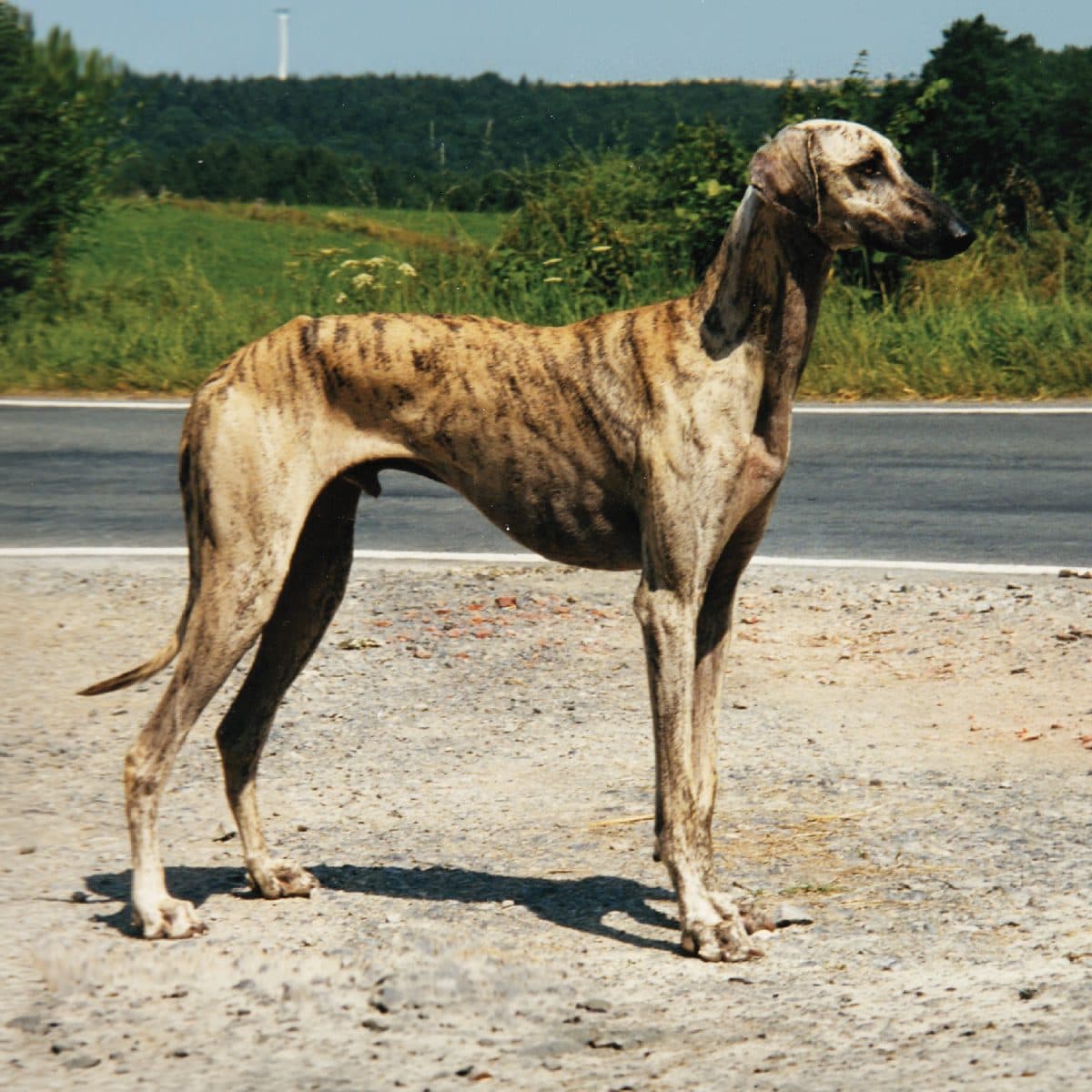Sloughi