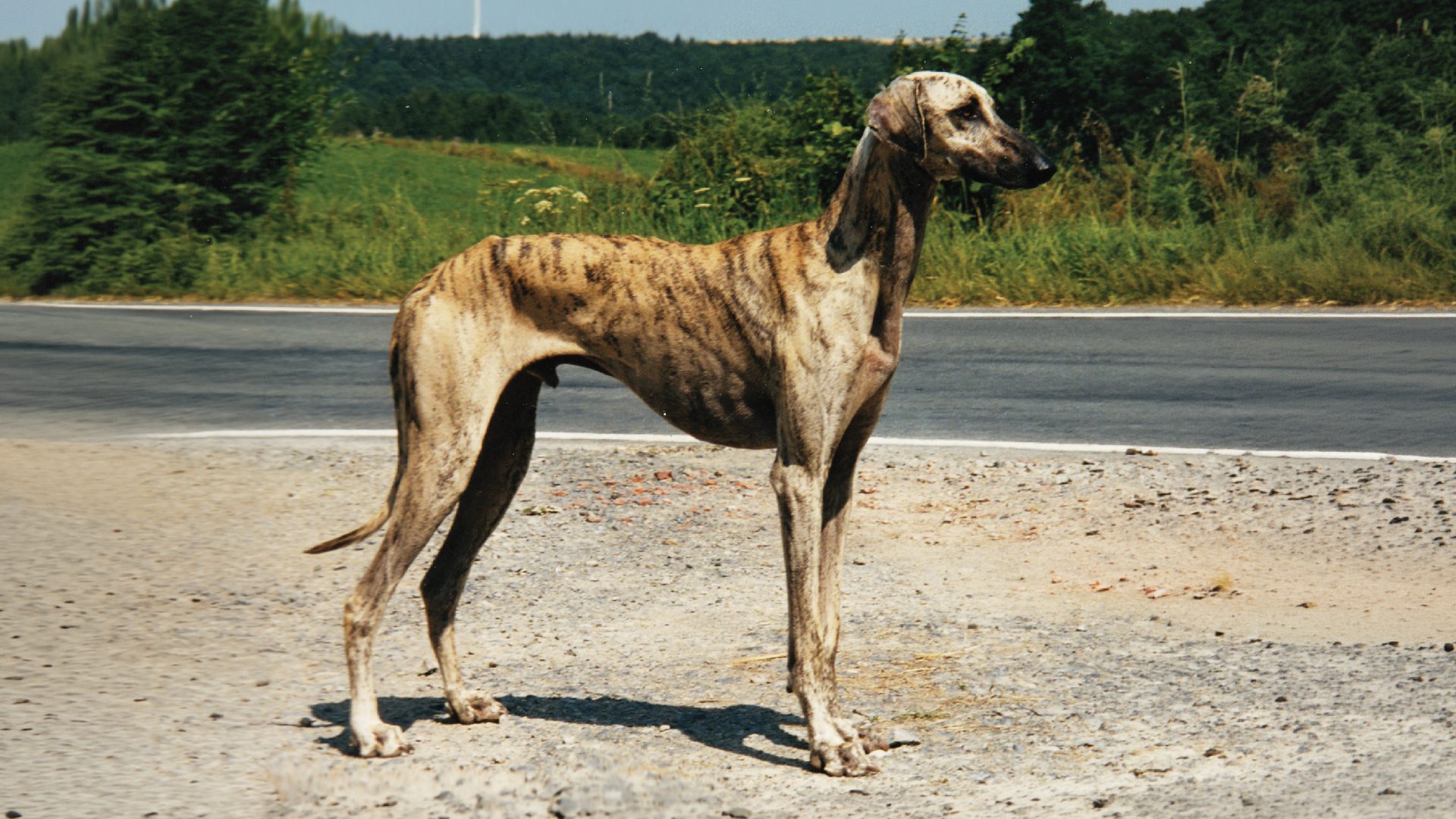 Sloughi
