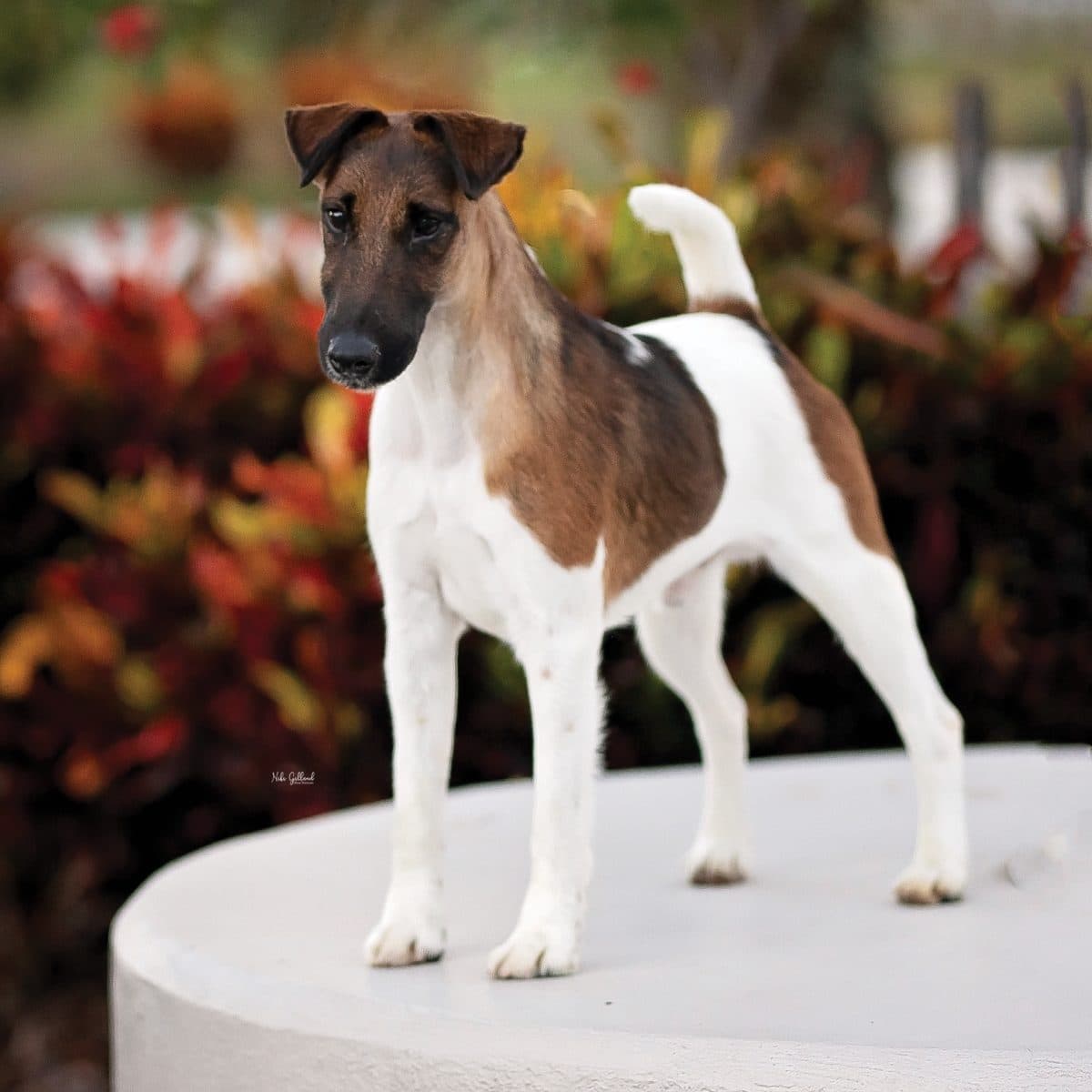 Smooth Fox Terrier
