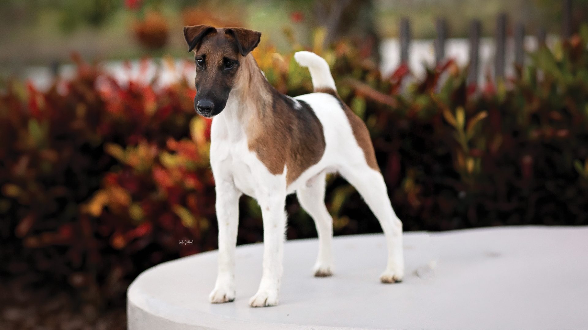Smooth Fox Terrier
