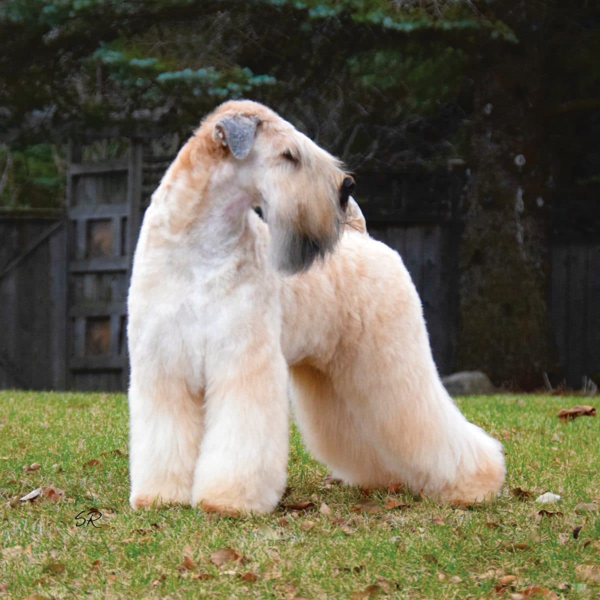 Soft Coated Wheaten Terrier