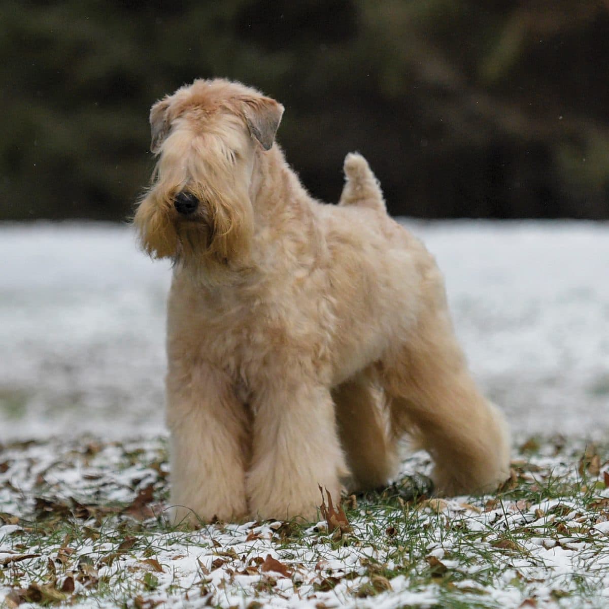 Soft Coated Wheaten Terrier