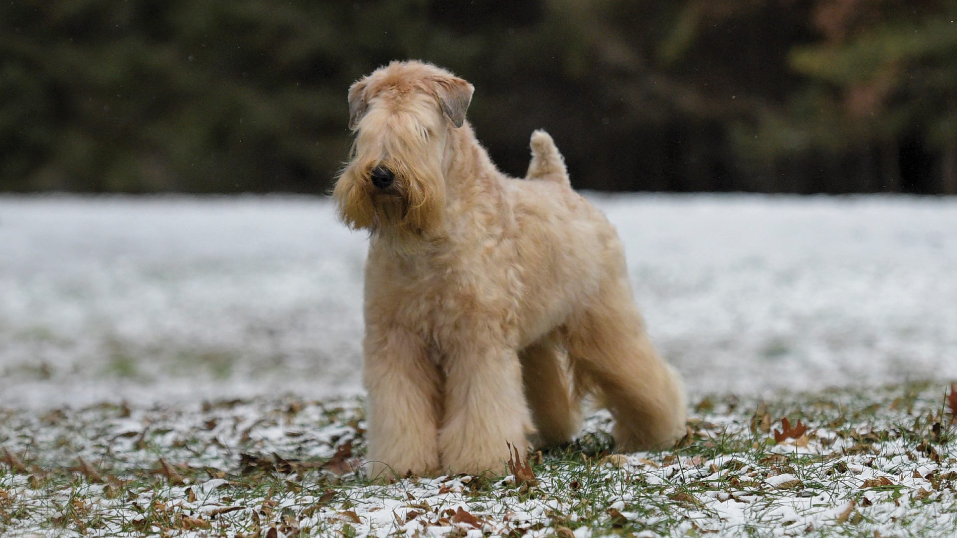 Soft Coated Wheaten Terrier