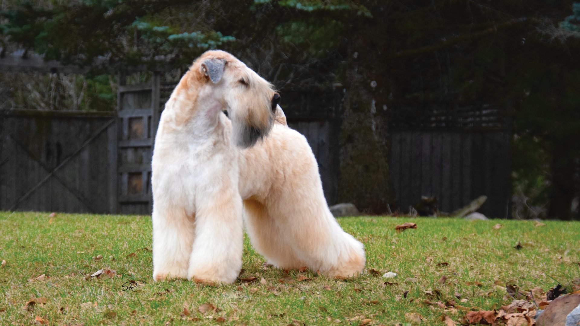 Soft Coated Wheaten Terrier
