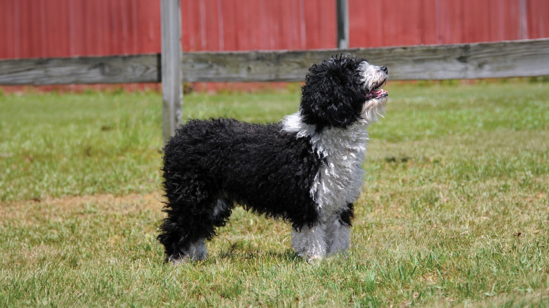 Spanish Water Dog