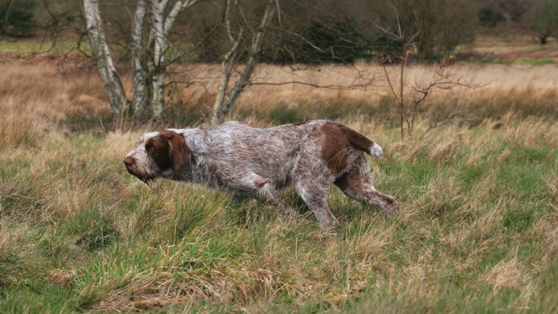 Spinone Italiano