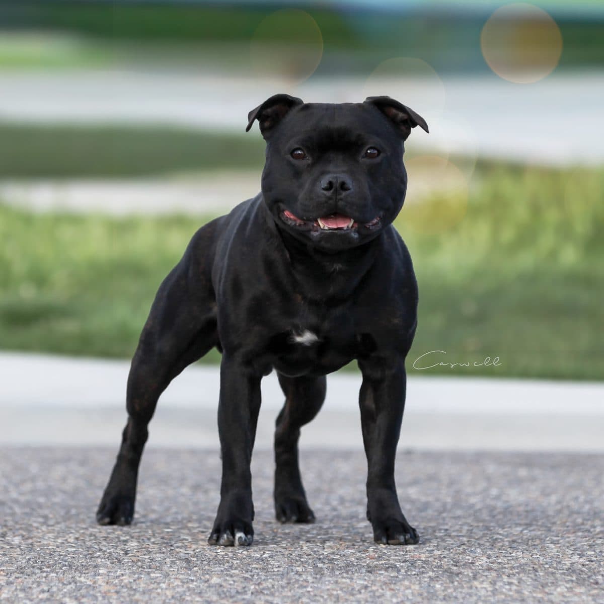 Staffordshire Bull Terrier