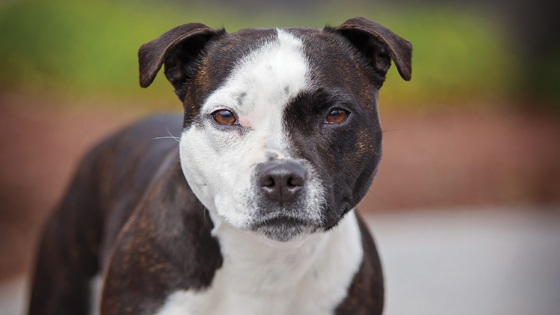 Staffordshire Bull Terrier