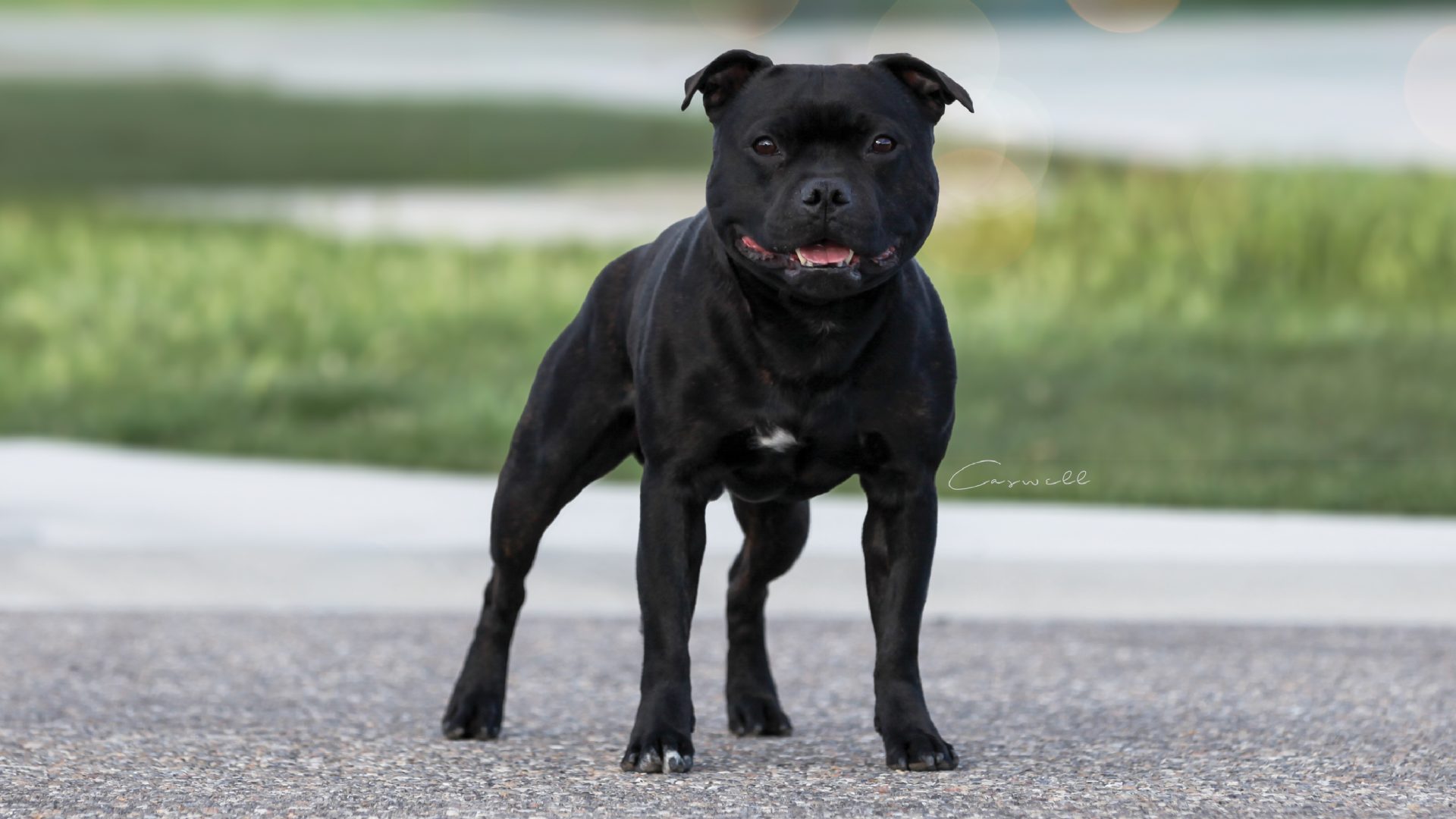 Staffordshire Bull Terrier