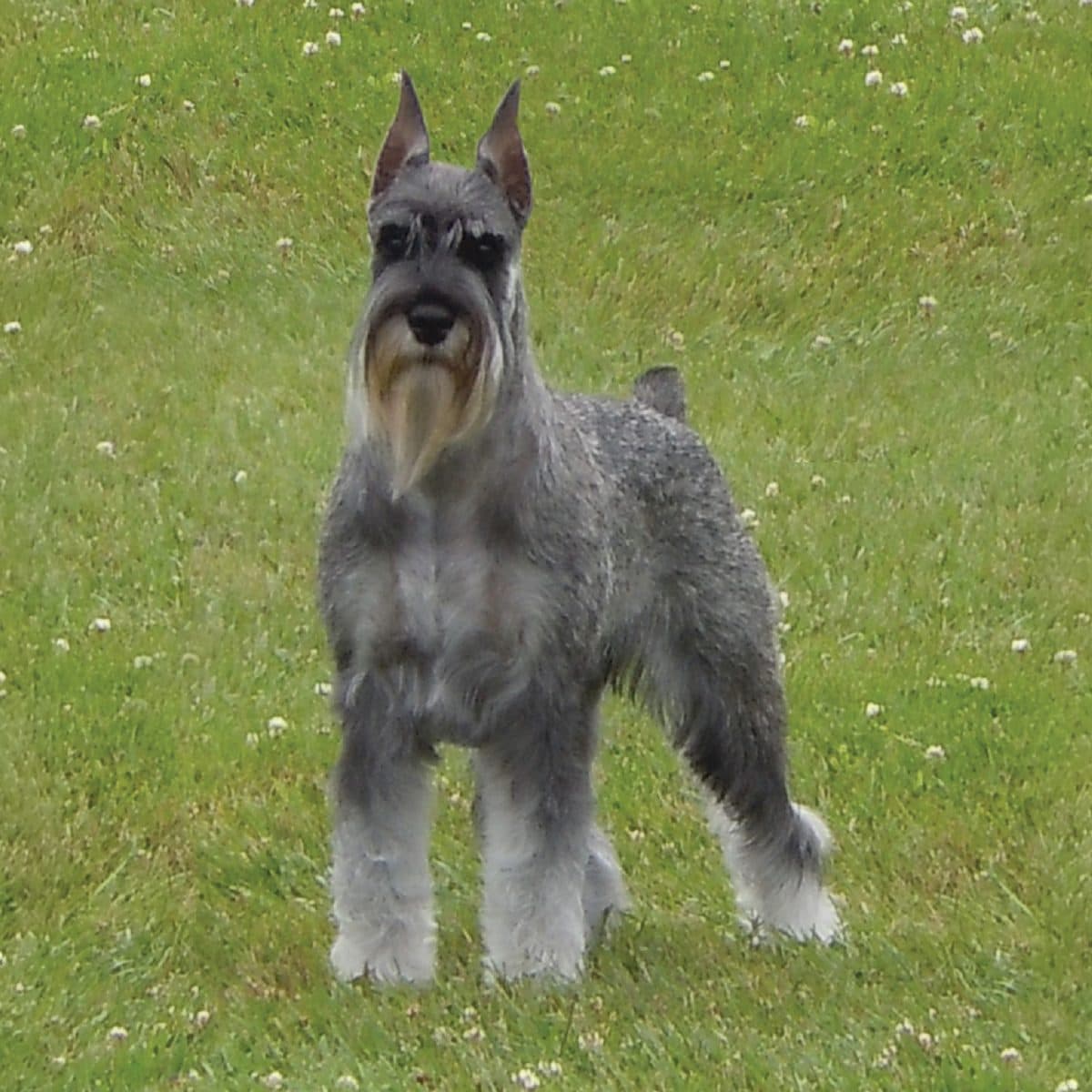 Standard Schnauzer