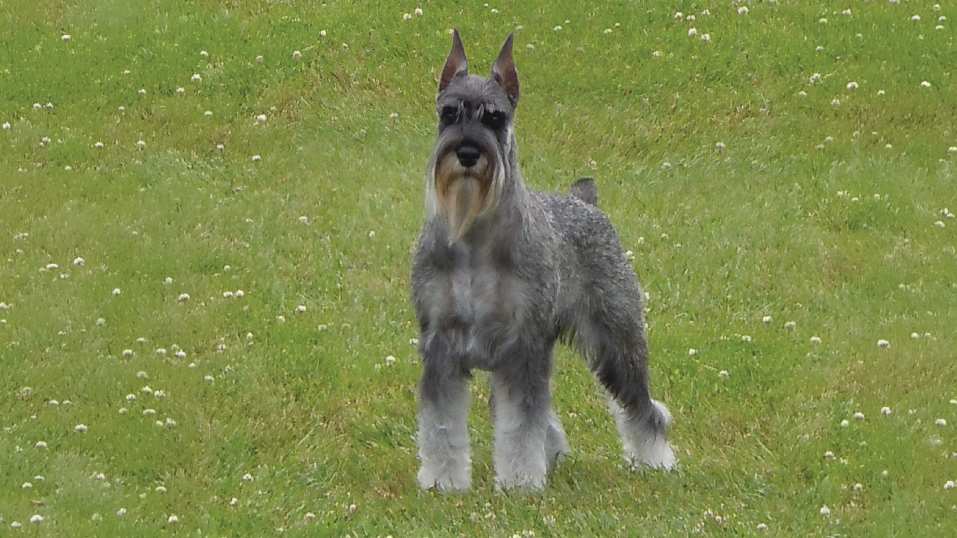 Standard Schnauzer