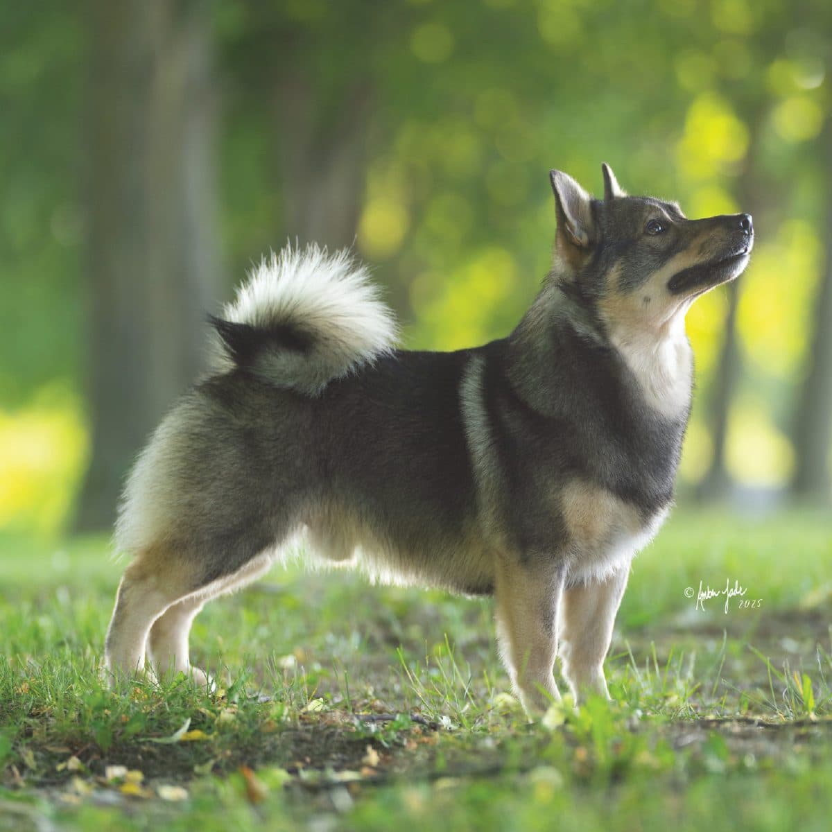 Swedish Vallhund