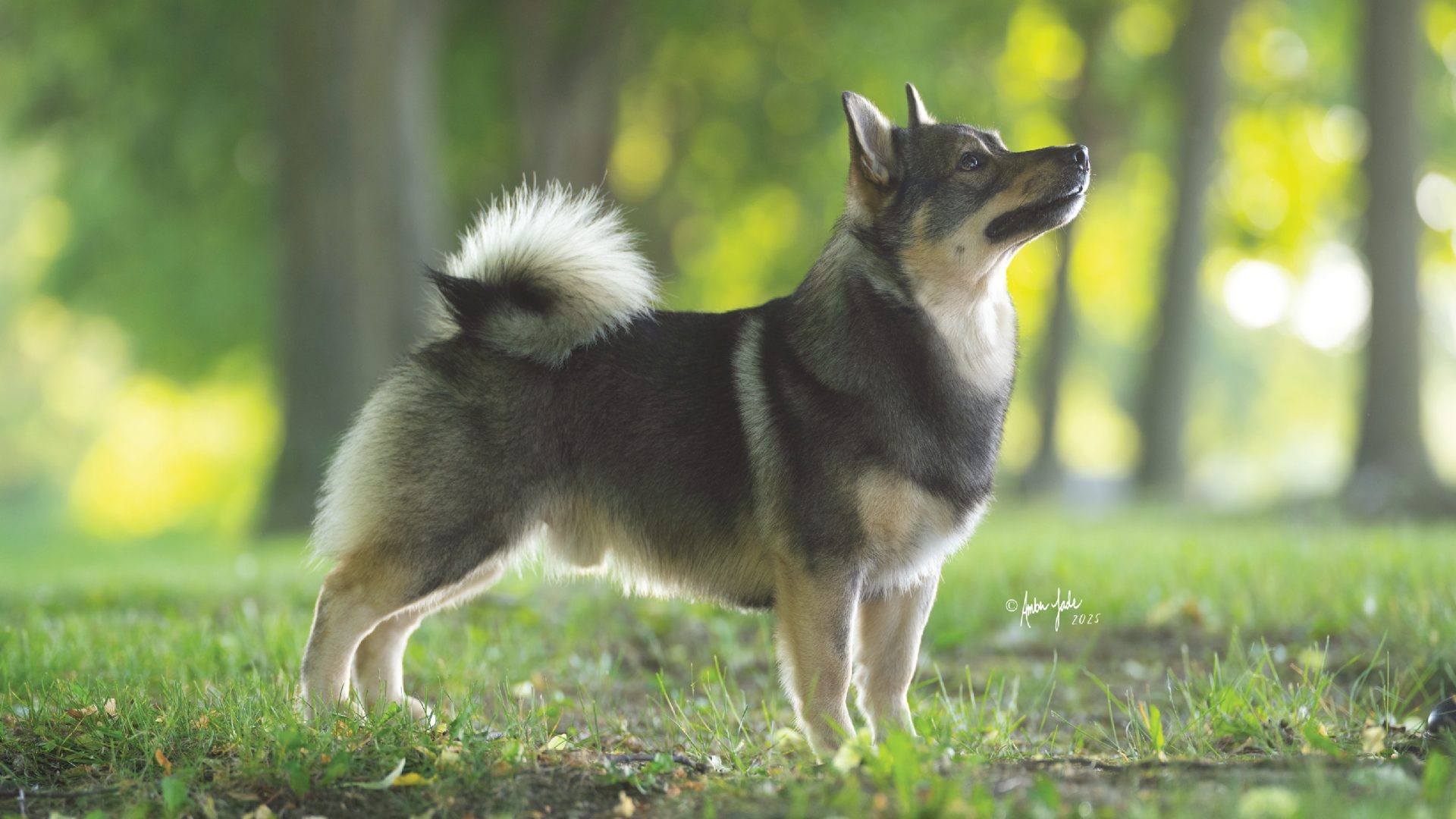 Swedish Vallhund