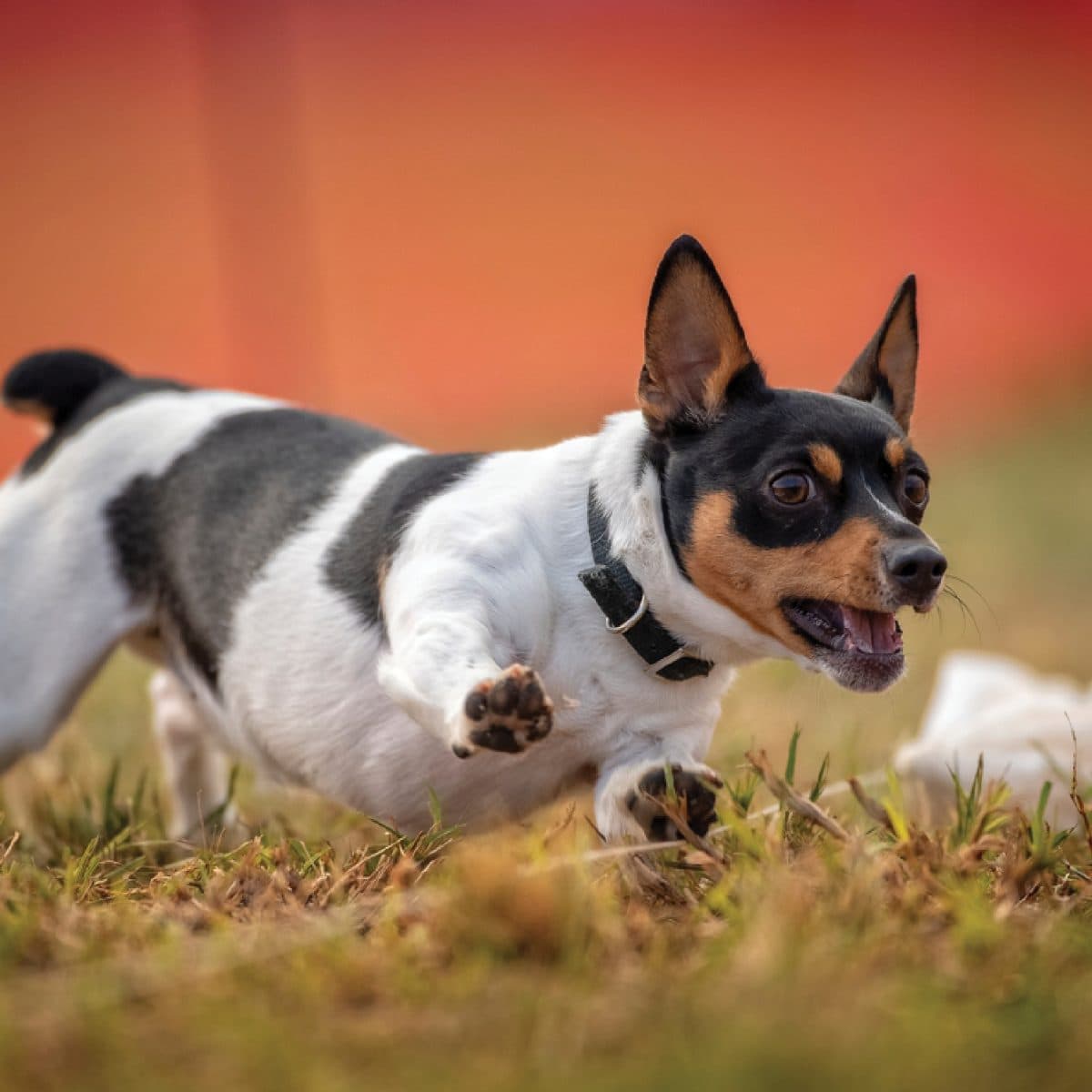 Teddy Roosevelt Terrier