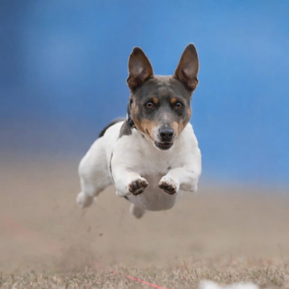 Teddy Roosevelt Terrier