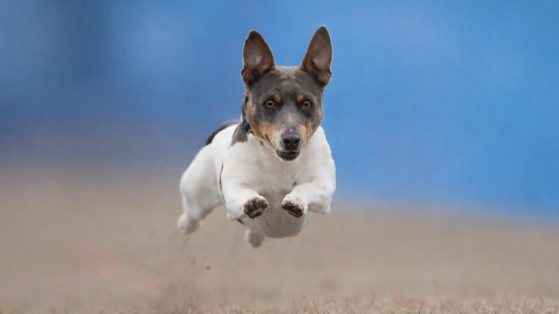 Teddy Roosevelt Terrier