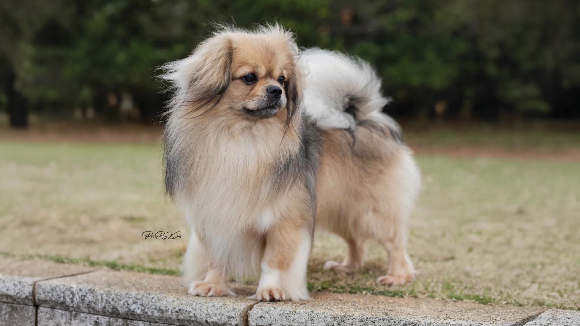 Tibetan Spaniel