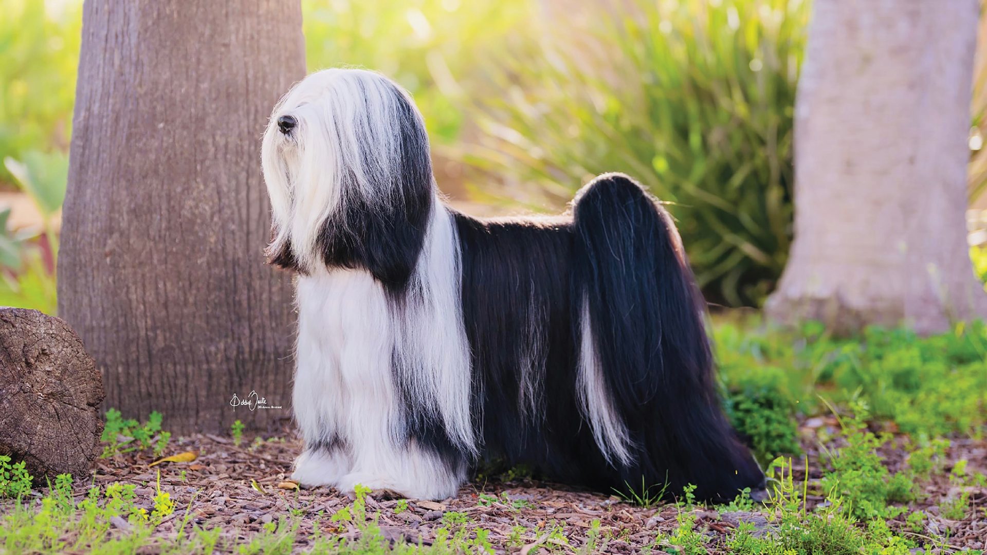 Tibetan Terrier
