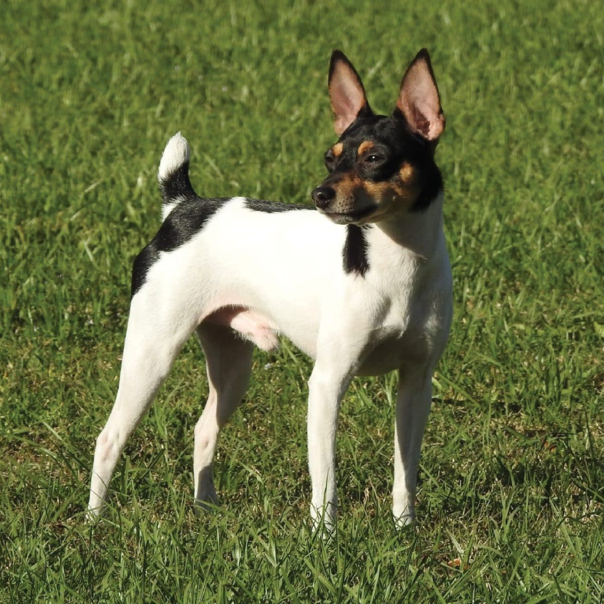 Toy Fox Terrier