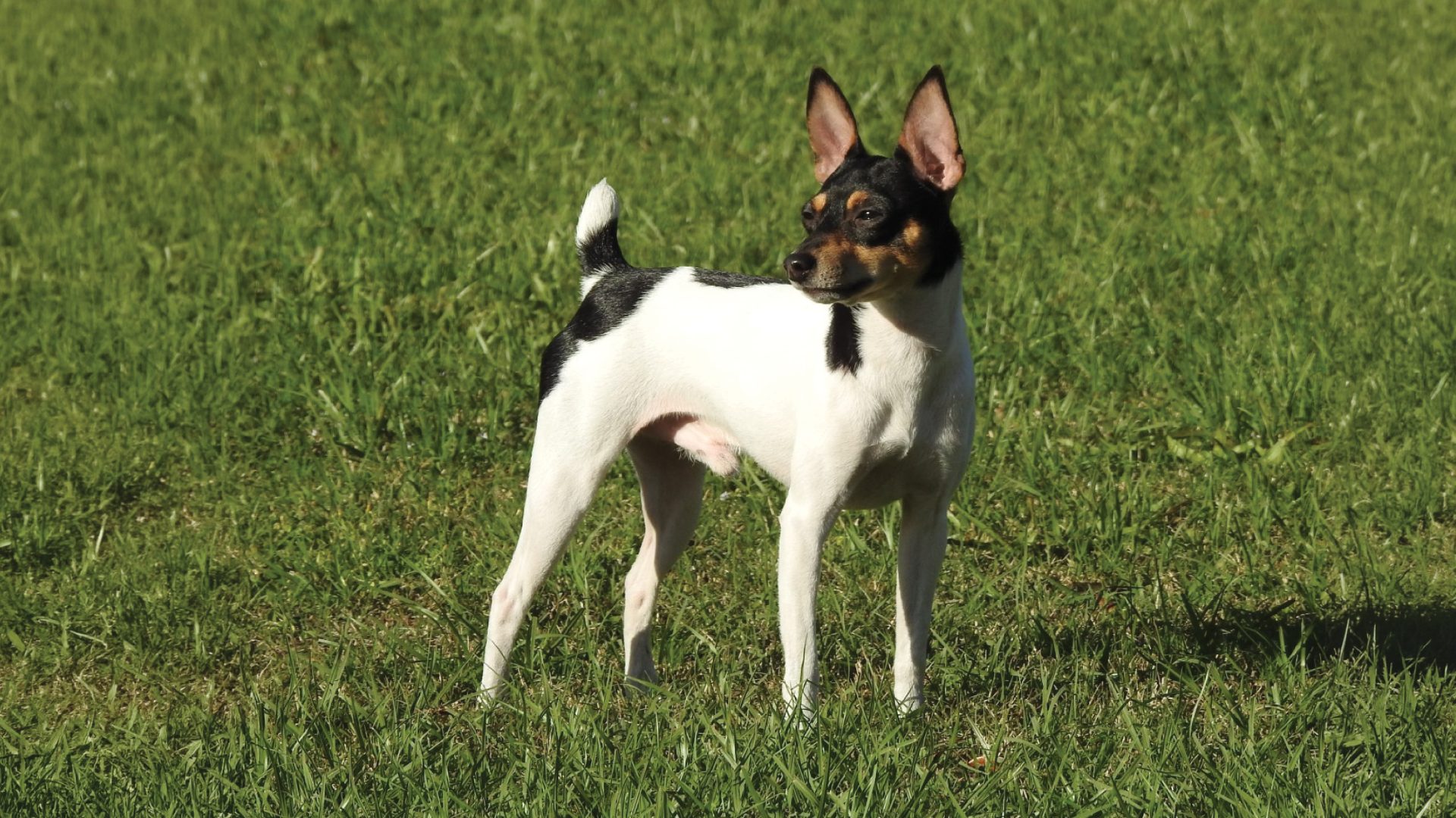 Toy Fox Terrier