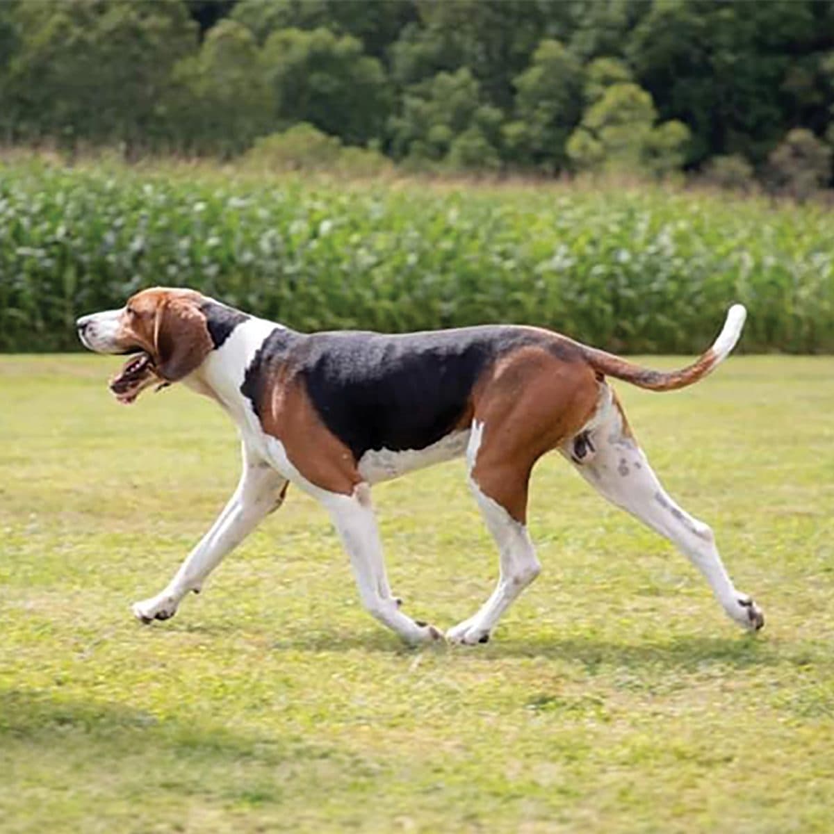 Treeing Walker Coonhound