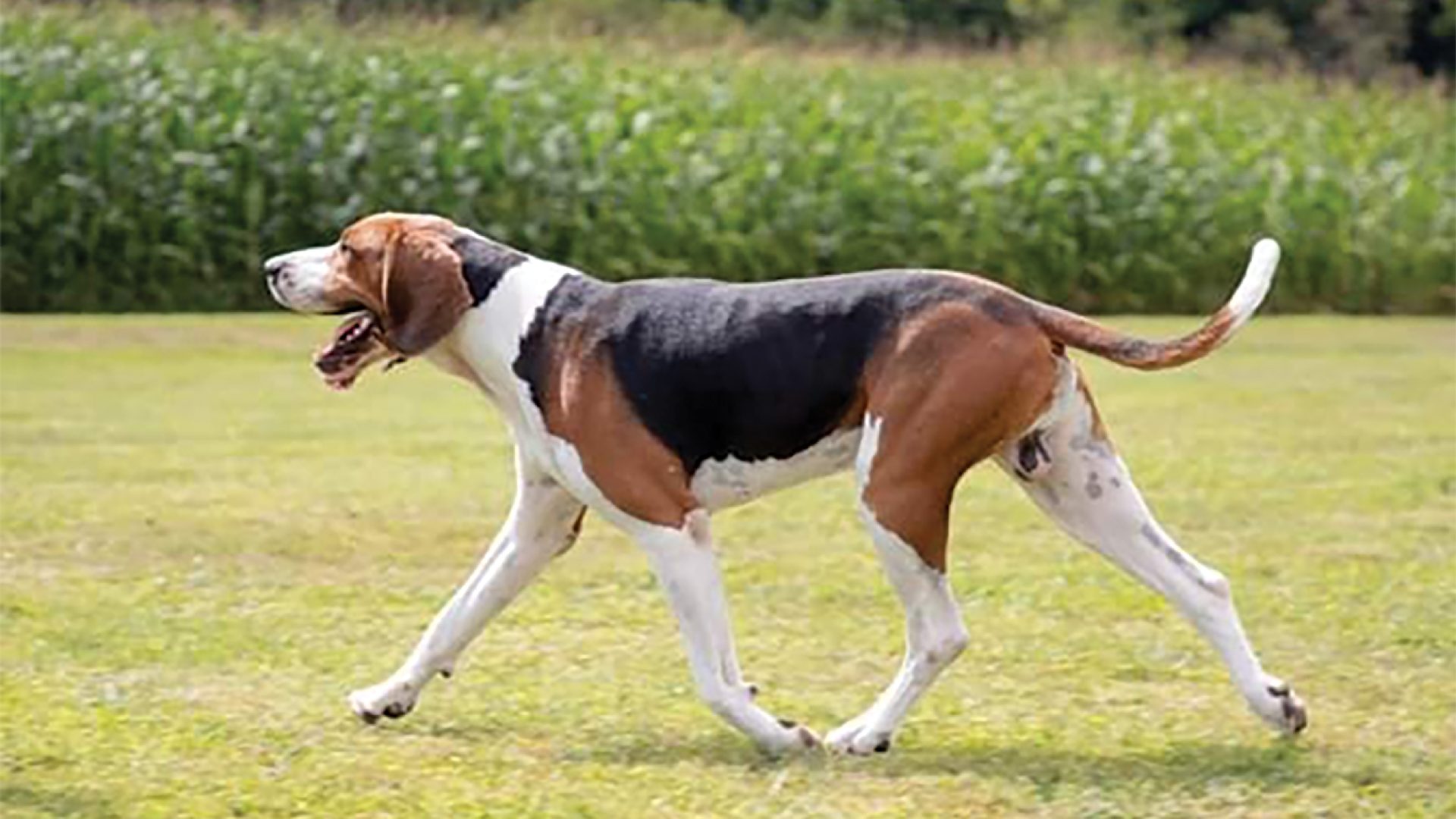 Treeing Walker Coonhound