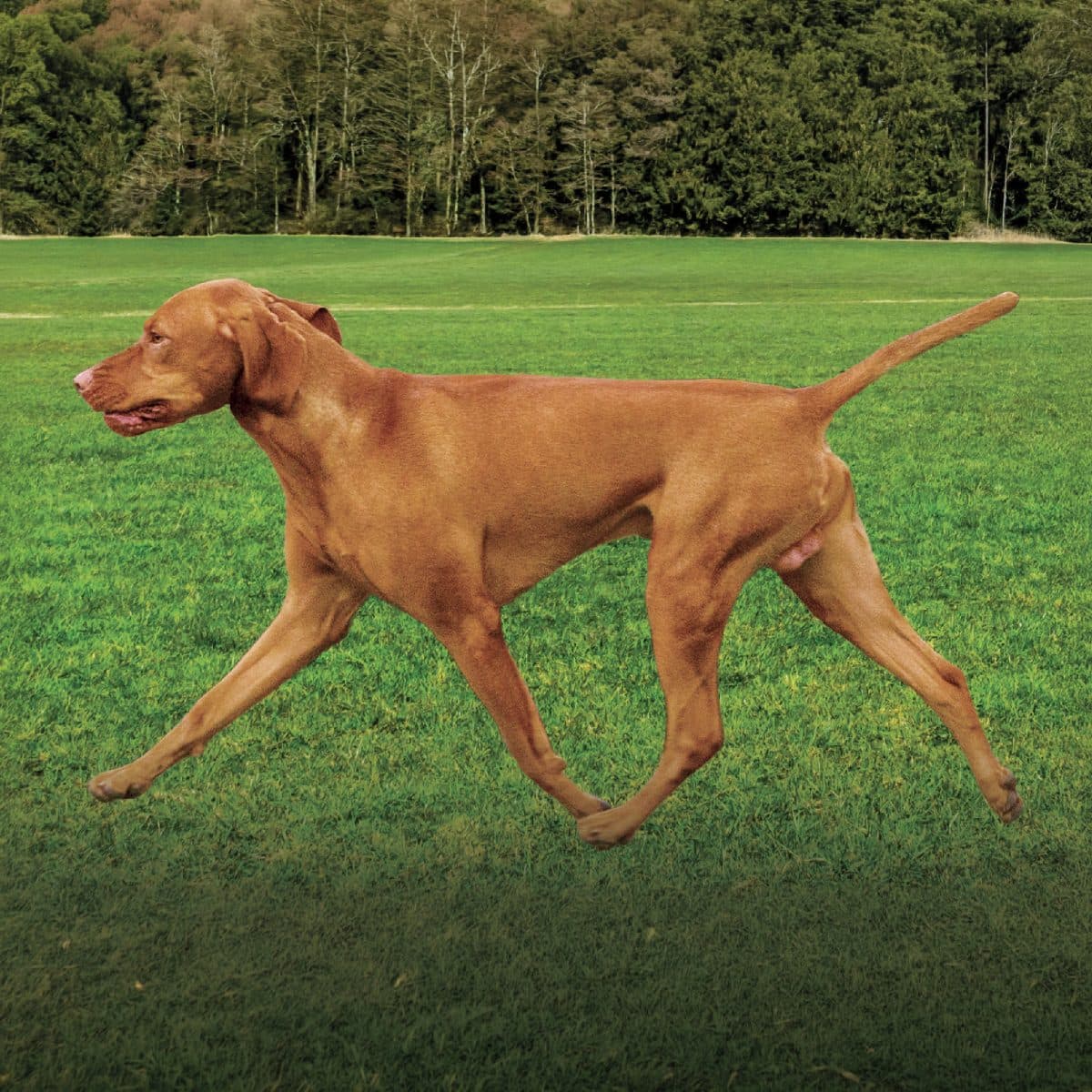 Vizsla