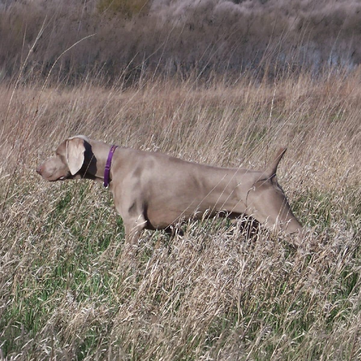 Weimaraner
