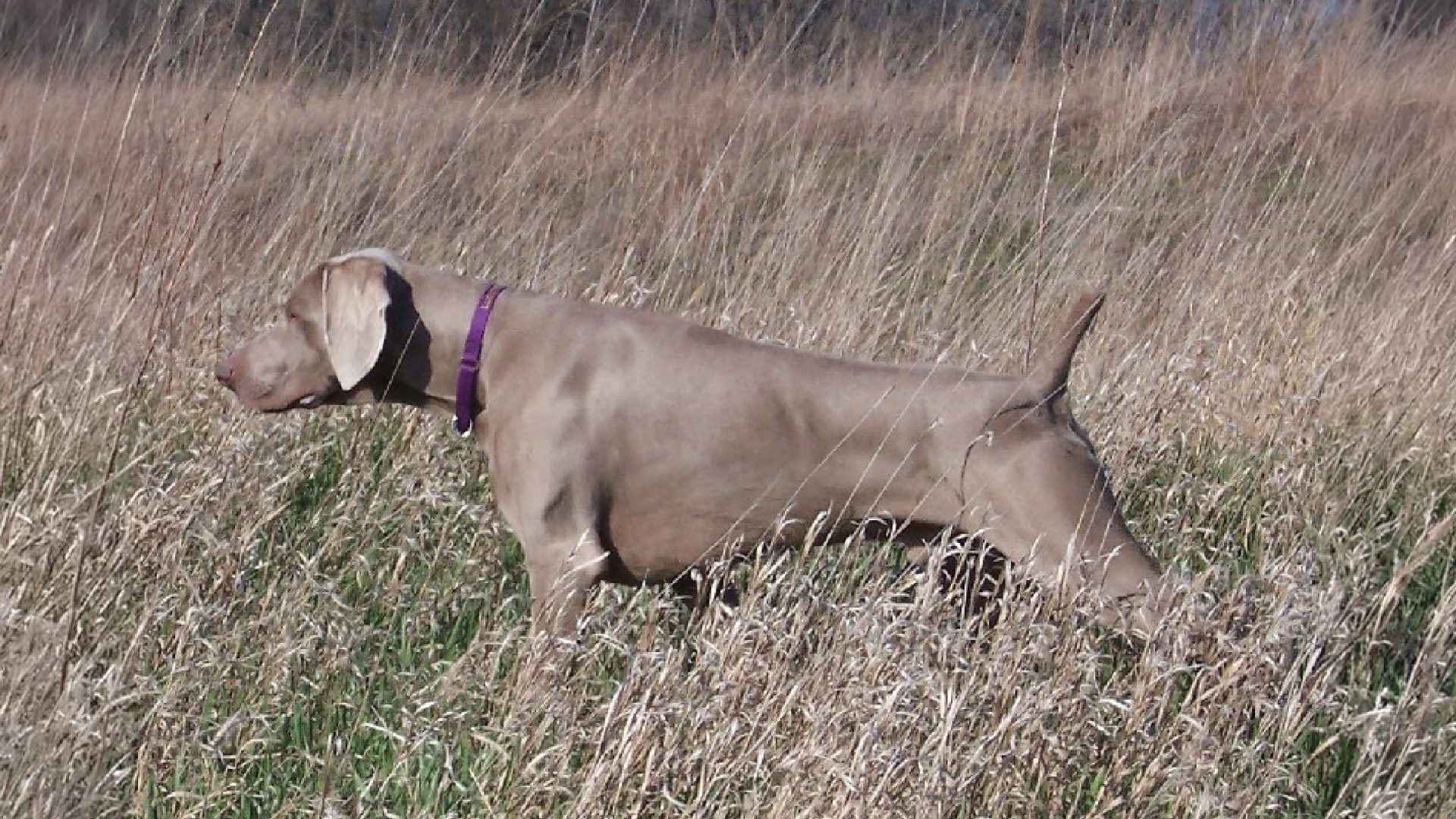 Weimaraner