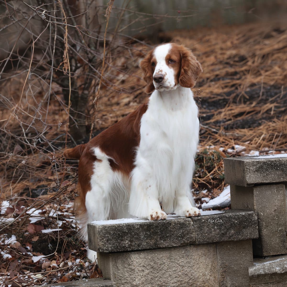 Welsh Springer Spaniel