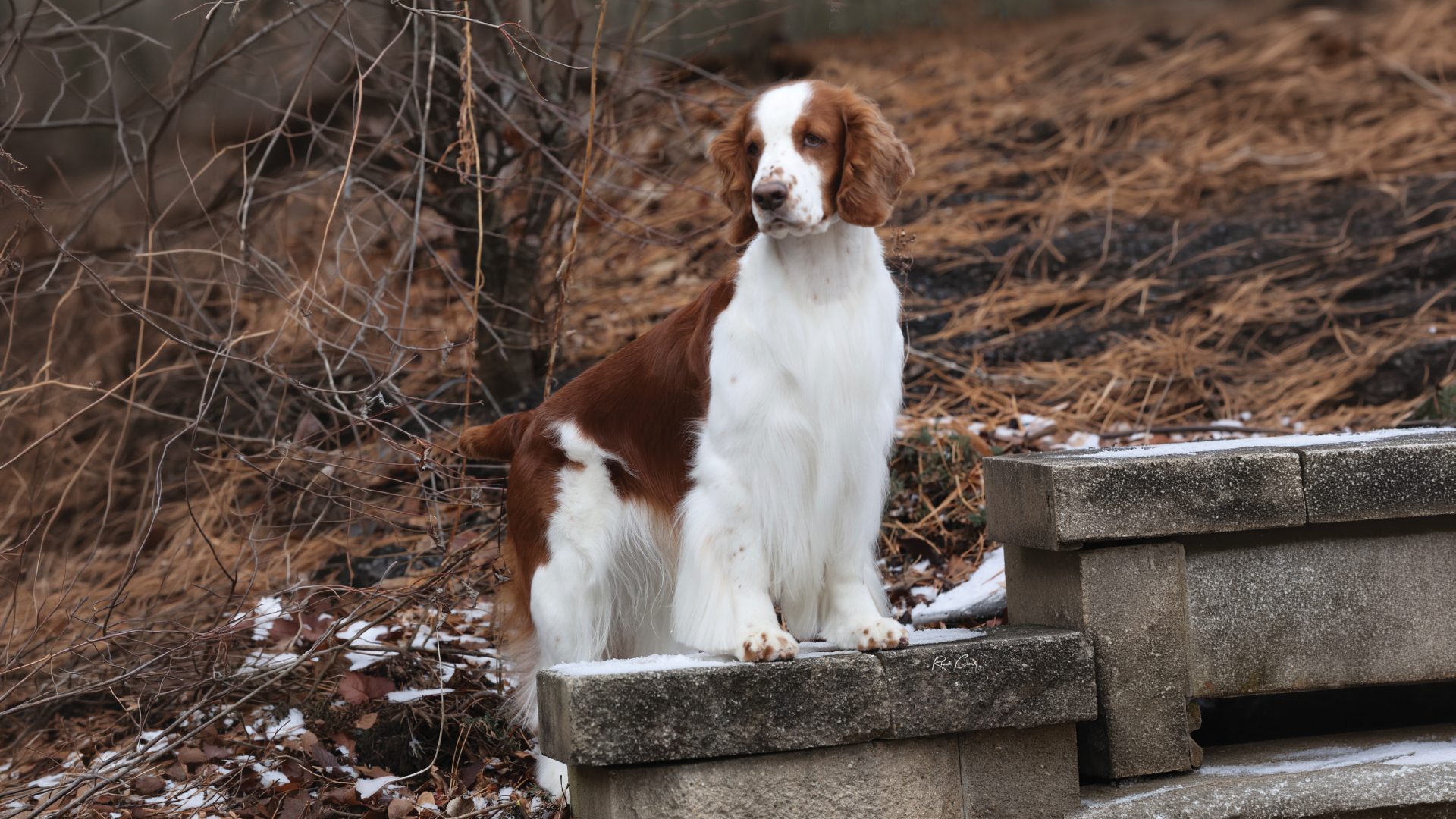 Welsh Springer Spaniel