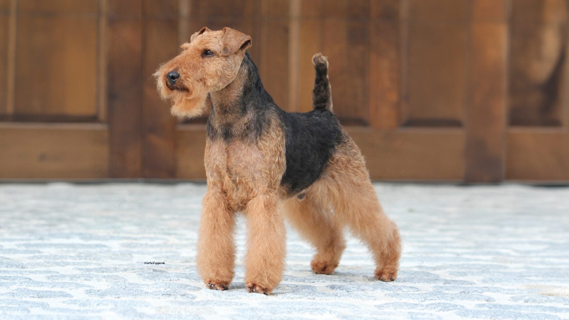 Welsh Terrier