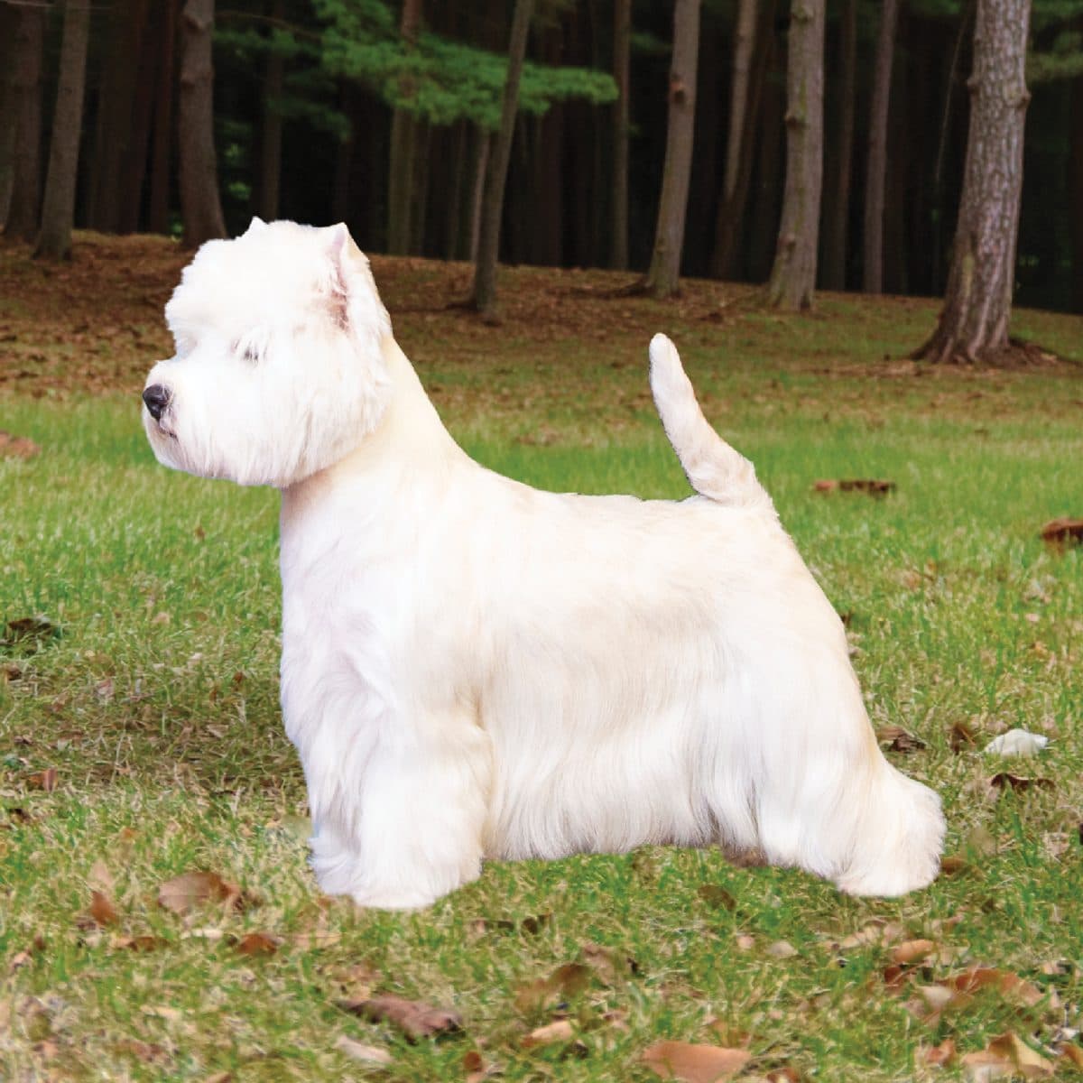 West Highland White Terrier