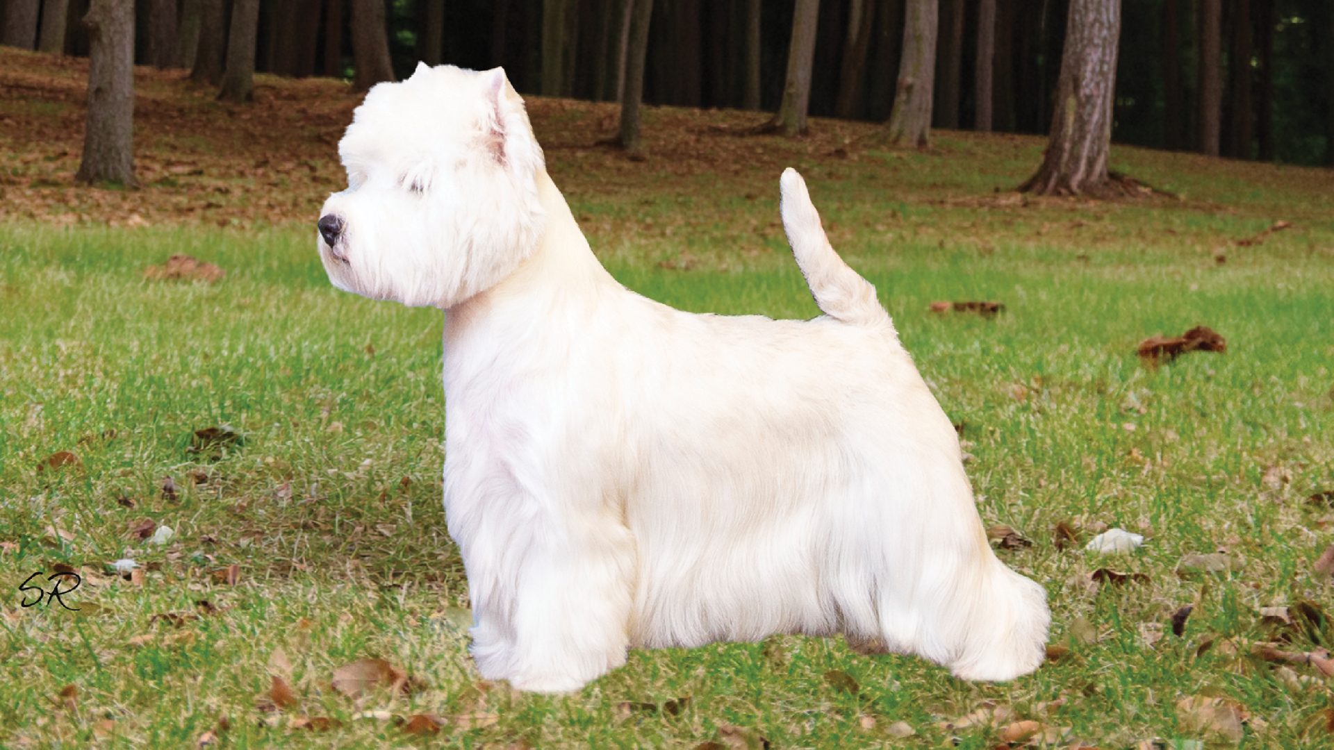 West Highland White Terrier