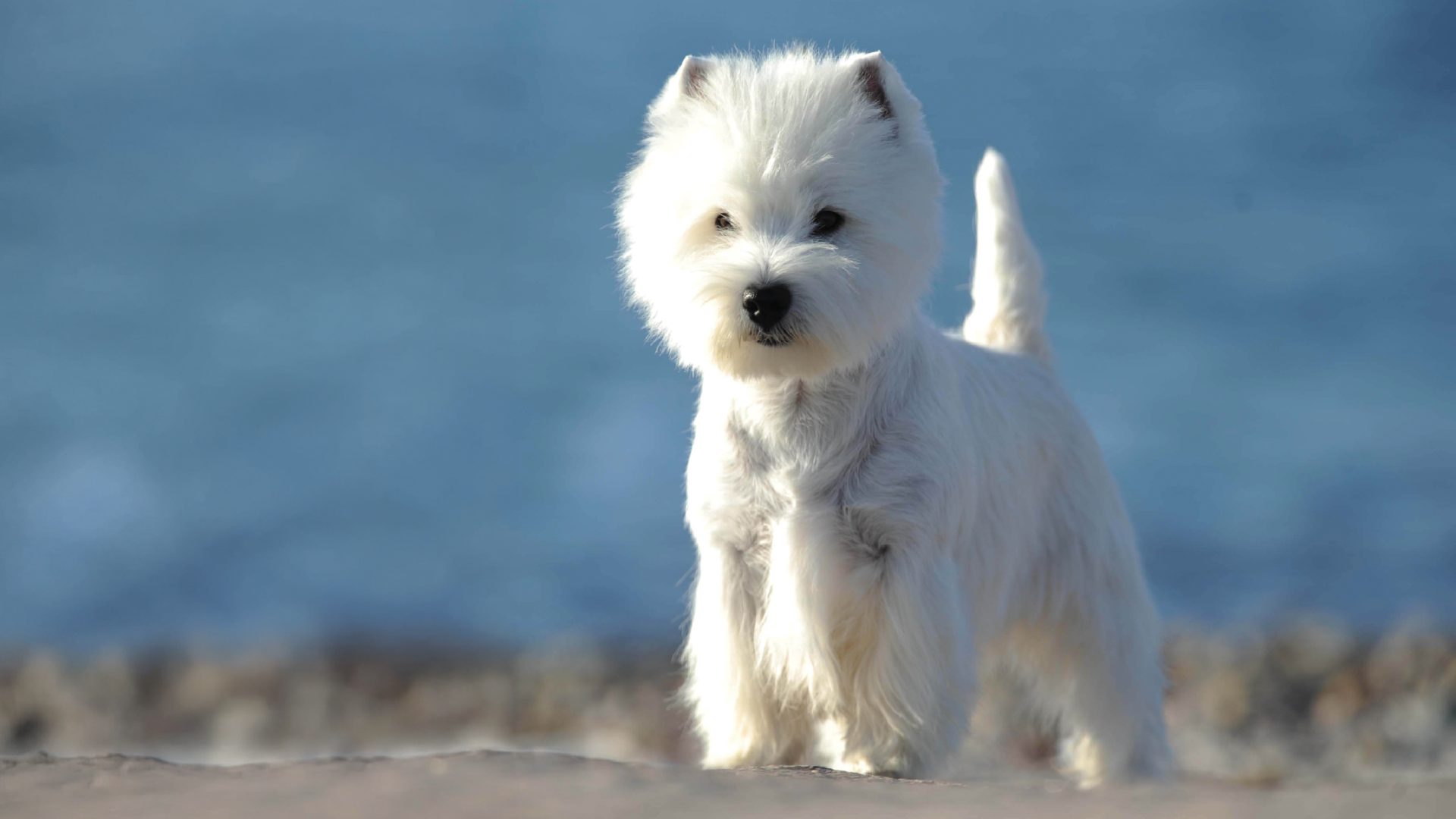 West Highland White Terrier