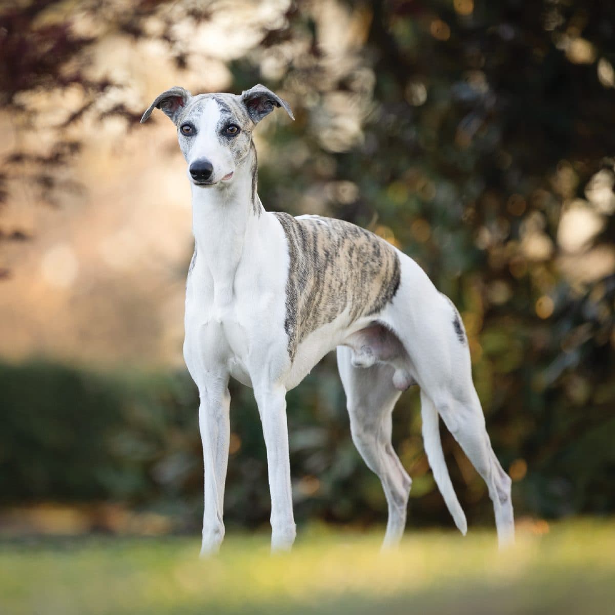 Whippet