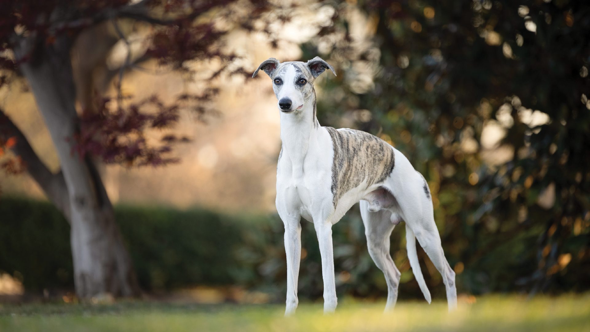 Whippet