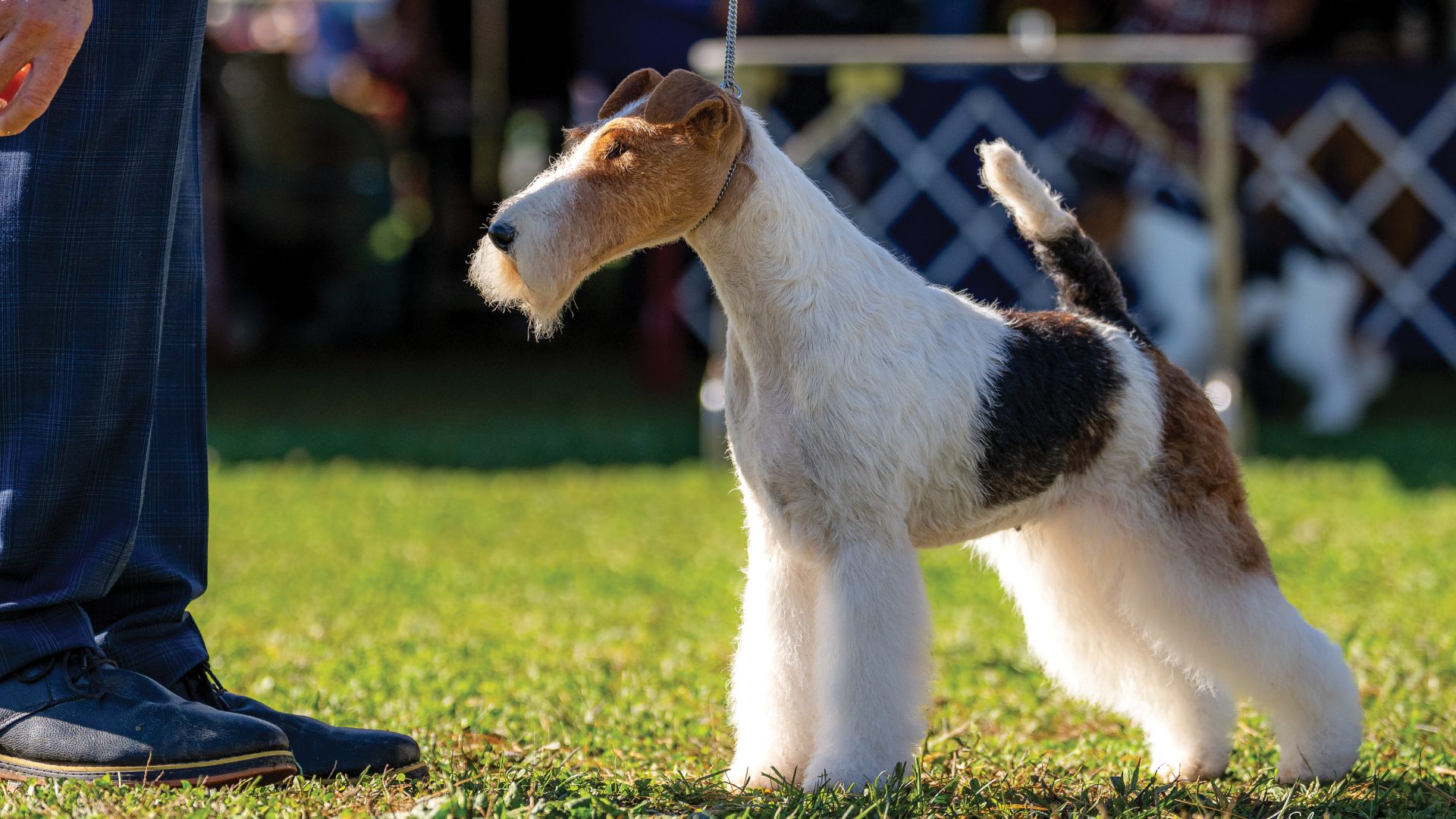 Wire Fox Terrier