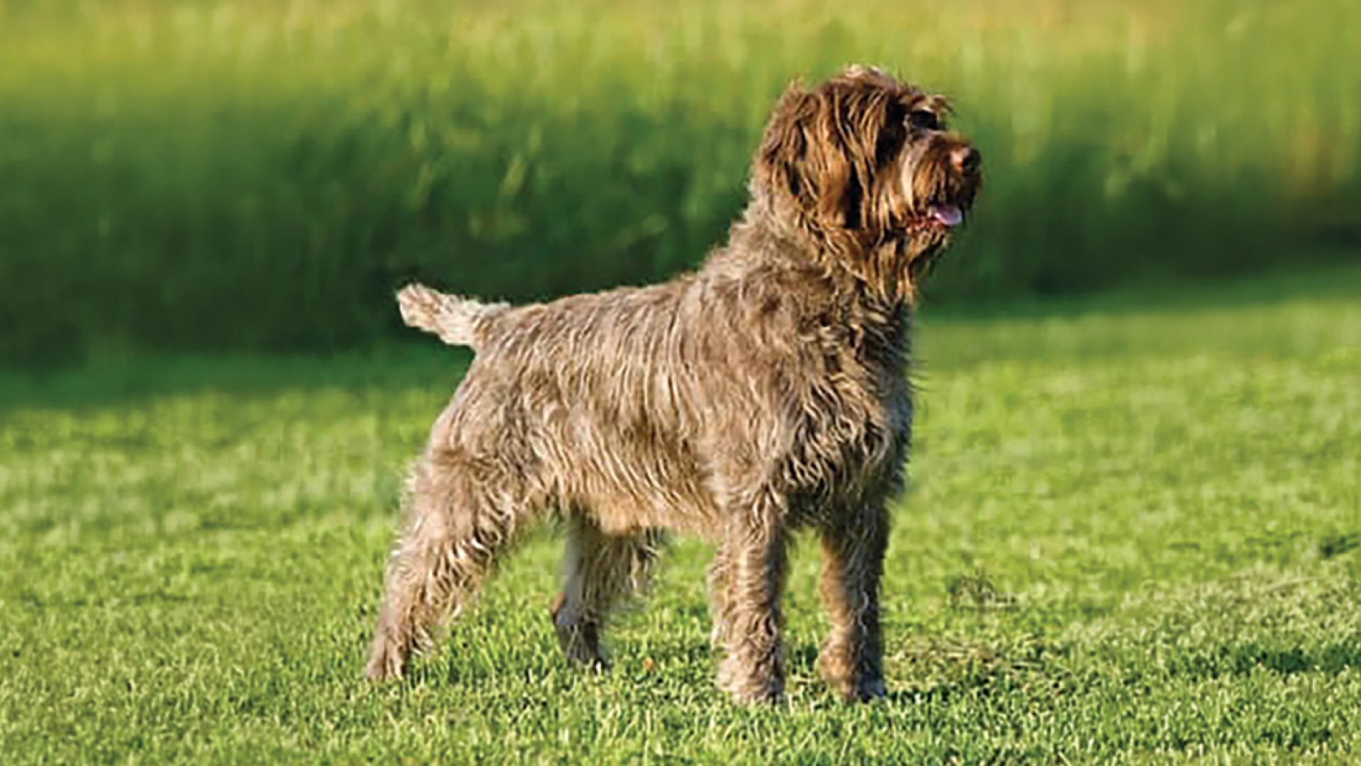 Wirehaired Pointing Griffon
