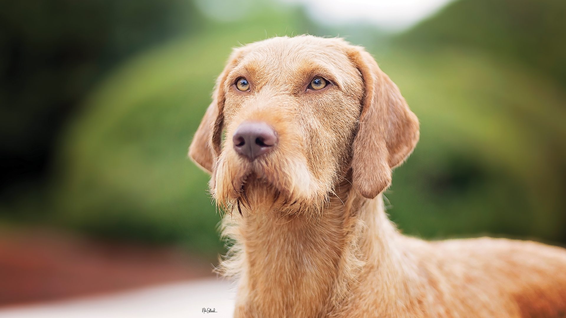 Wirehaired Vizsla