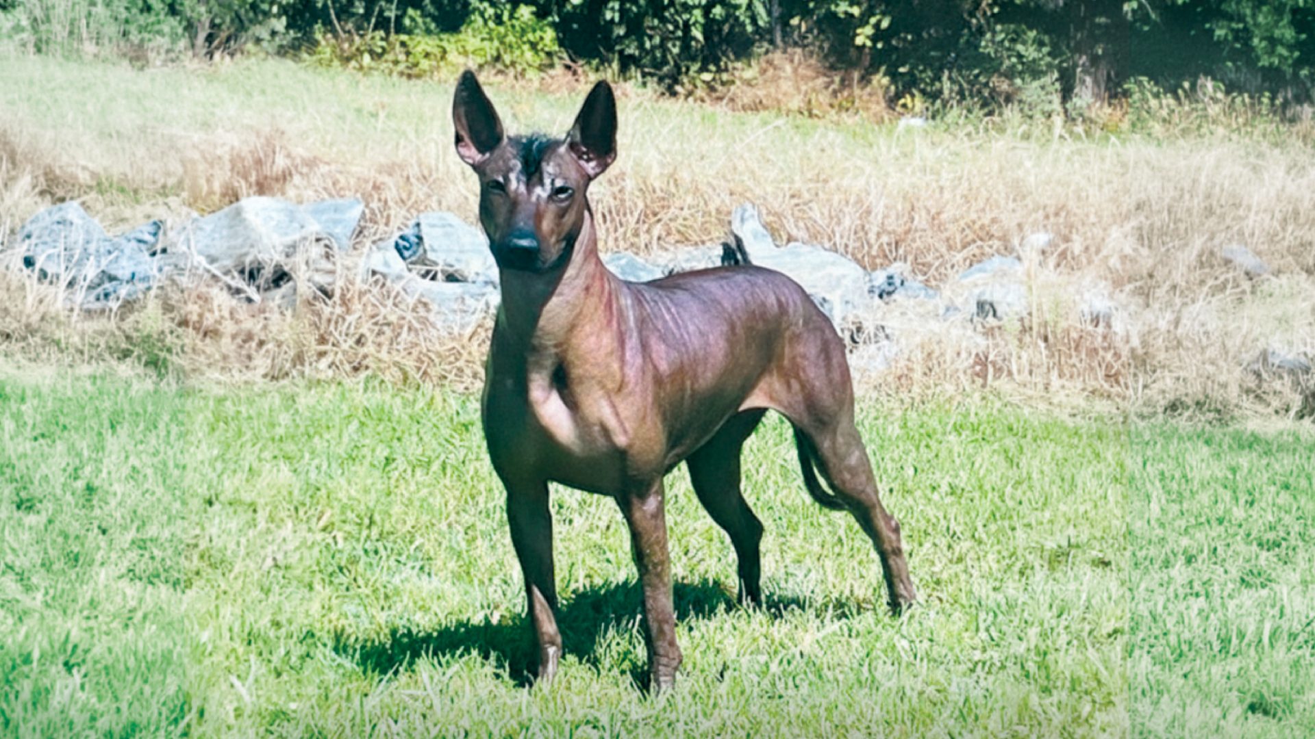 Xoloitzcuintli