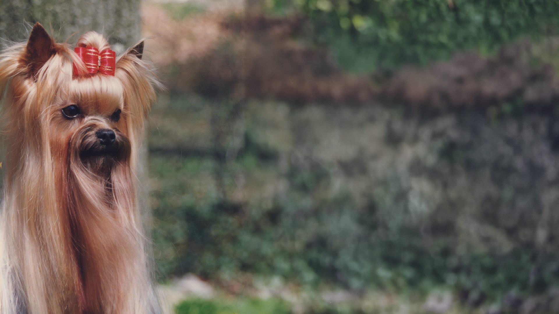 Yorkshire Terrier