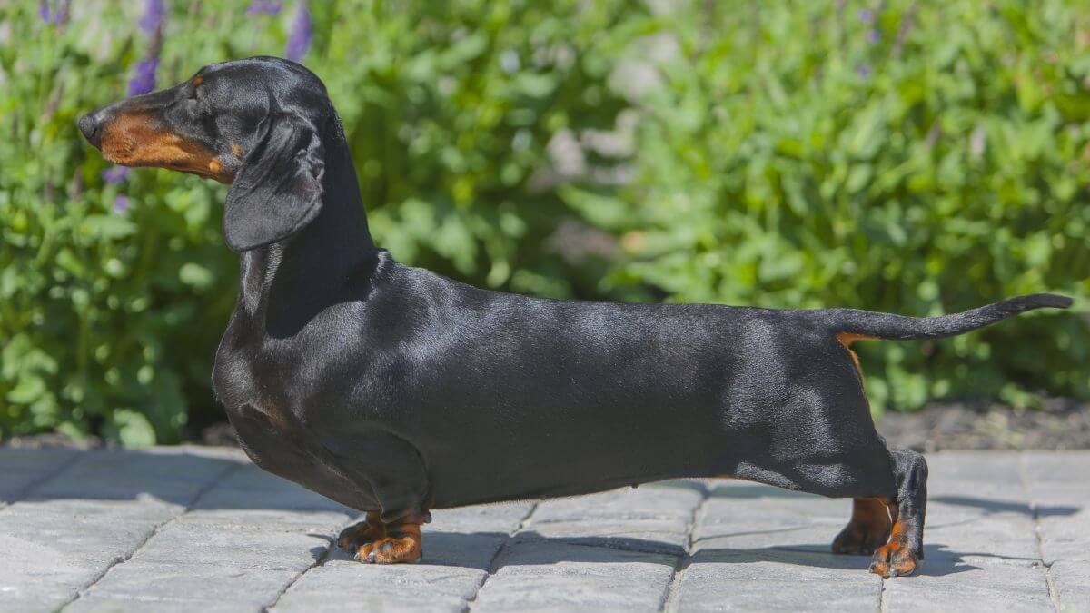 Side photo of a Dachshund