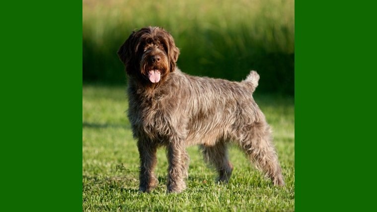 Wirehaired Pointing Griffon