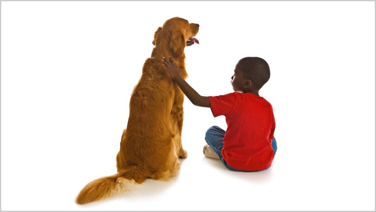 A boy and his dog. A small African American boy with a beautiful Golden Retriever dog.
