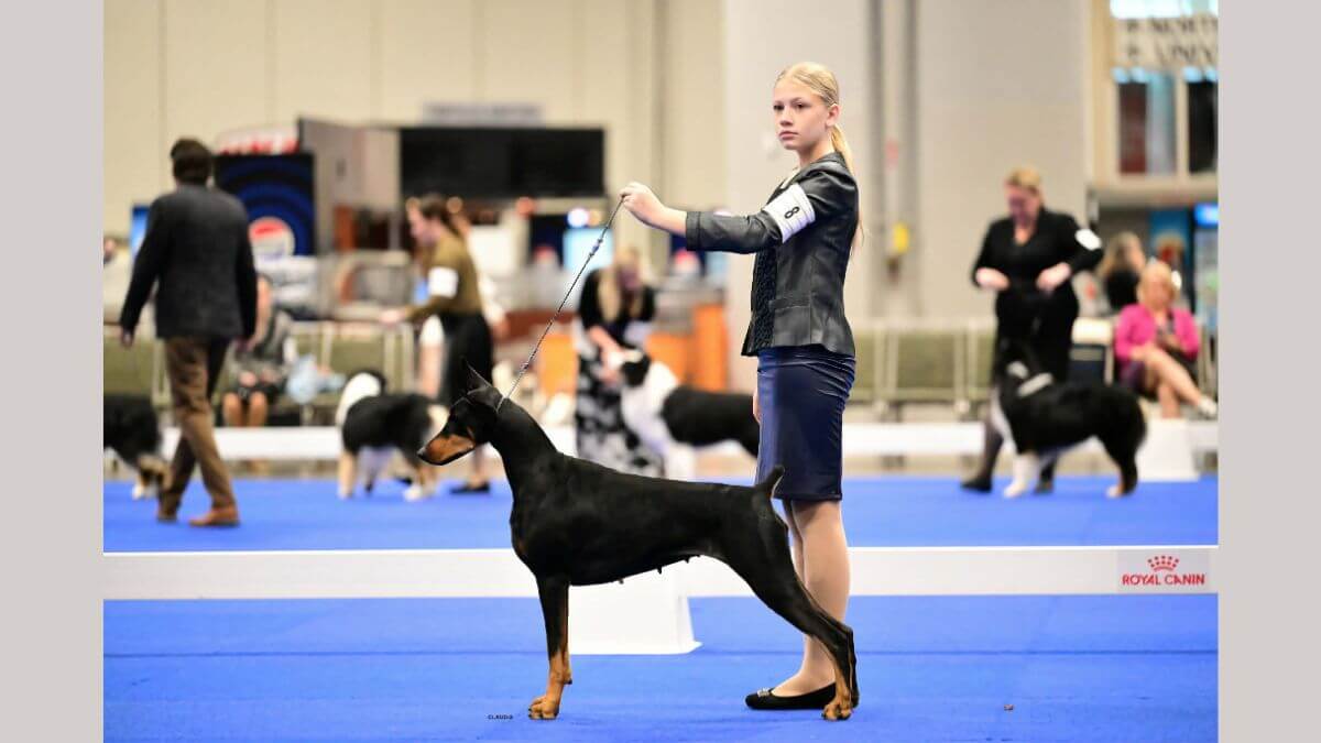 Junior Handler Bromley Dils