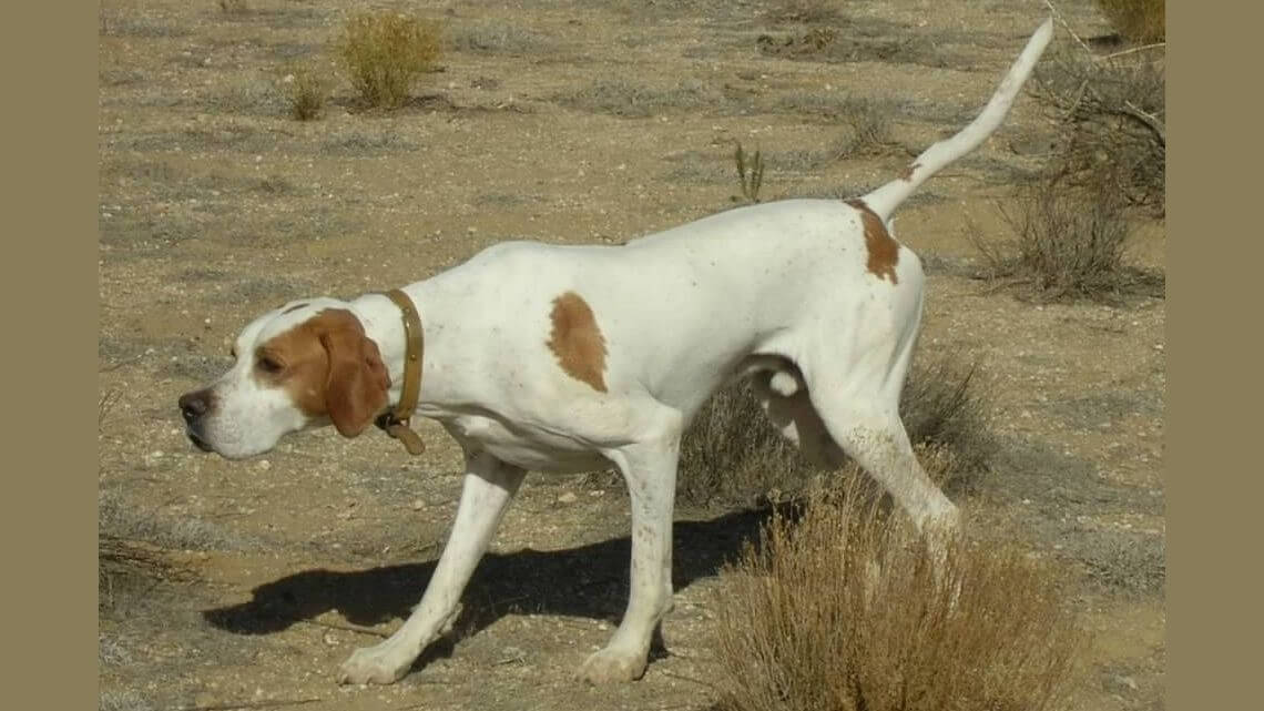 Pointer in the field