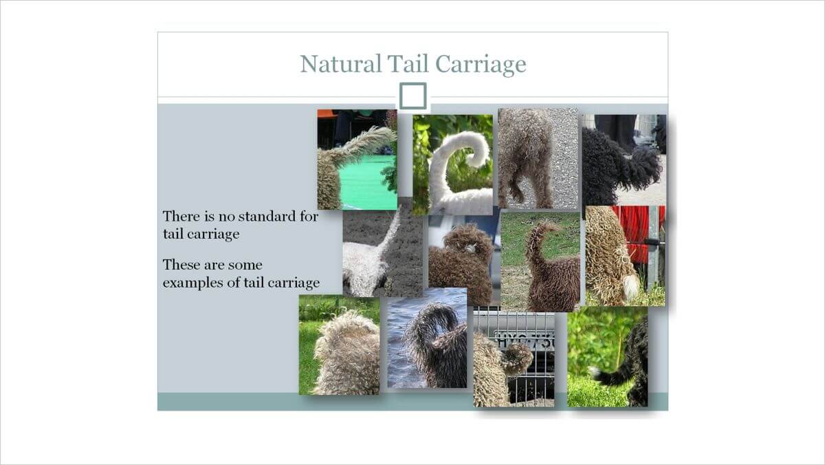 The original (2015) AKC Standard for the Spanish Water Dog did not include reference to tail structure or carriage. This slide from the club’s first JE presentation made note of the discrepancy, which was corrected in the Standard revision in 2022. This i